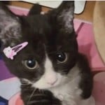 MEOWMUSIC1