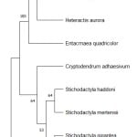 ubeuneuna