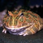 UlIltra