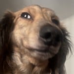 uxebob