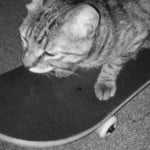 vaithecatto