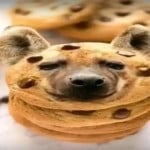 VanillaCult