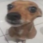 vinicius_vn