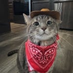 kjr