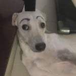 webnardo
