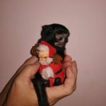 weedMonkey
