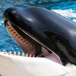 whaleteeth
