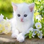 WhiteCat