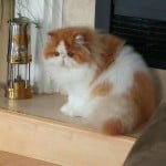 Wikusia