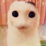 WoFTurtle