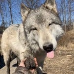 WolfK