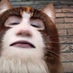 Wondawall