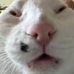 xXBurntToastXx