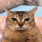 fartgoblin