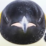Zechguin